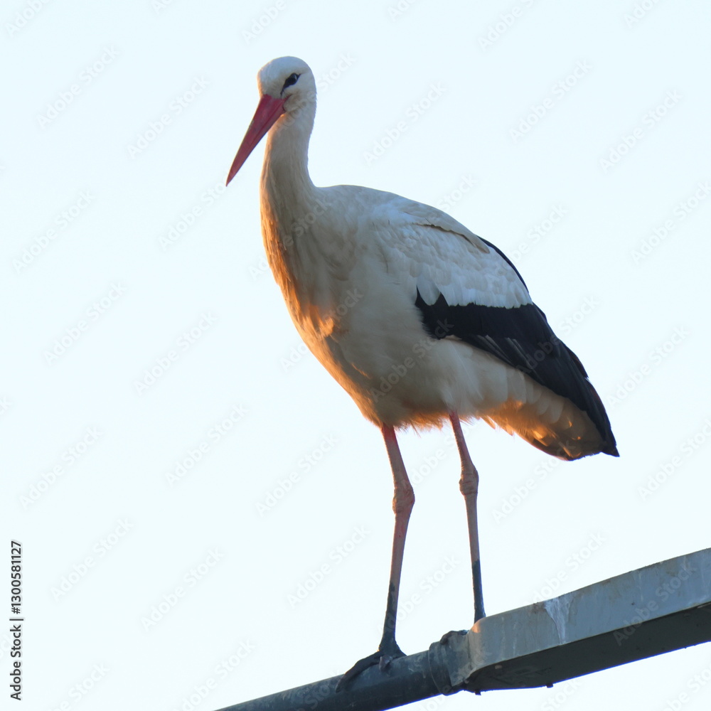 Fototapeta premium la signora della sera
