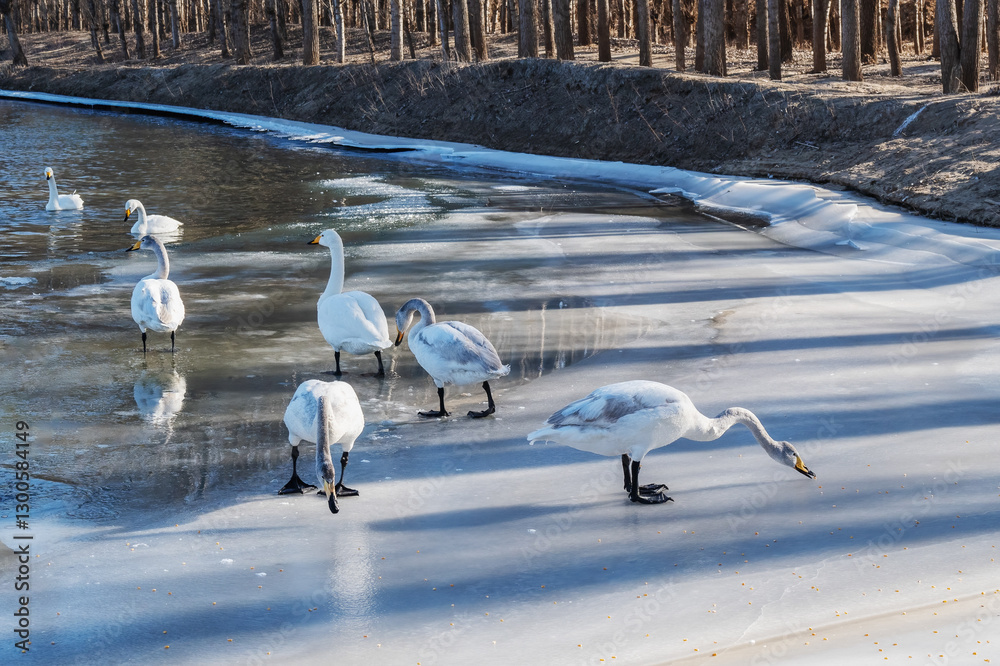 Fototapeta premium snowy egret in the snow