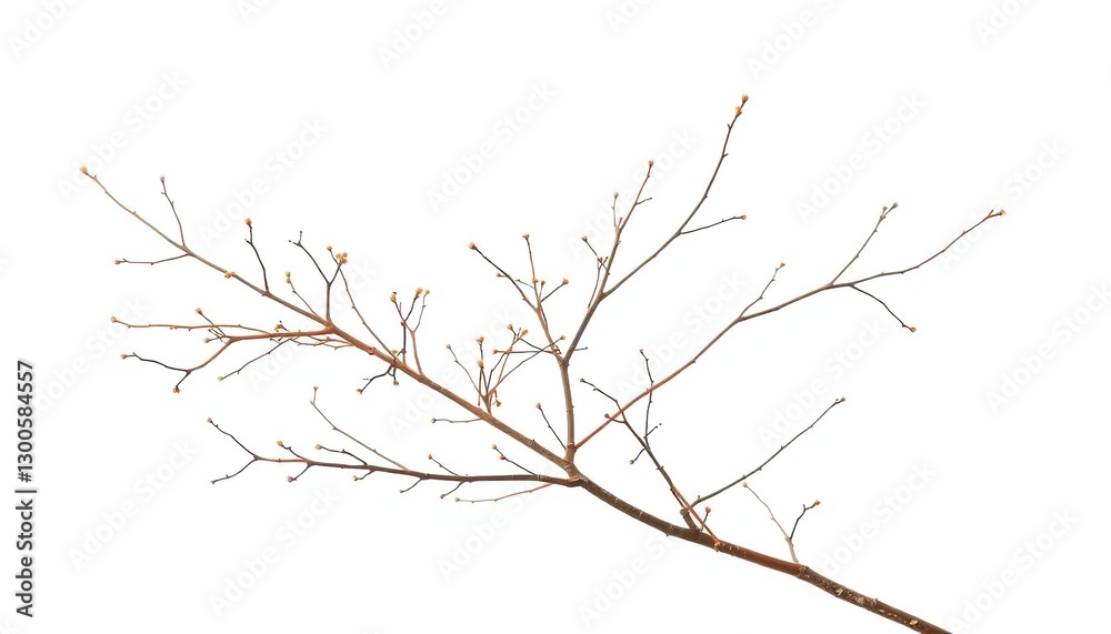 Delicate, bare branches isolated against a pure white backdrop, branches, flora Delicate, bare branches isolated against a pure white backdrop, branches, flora