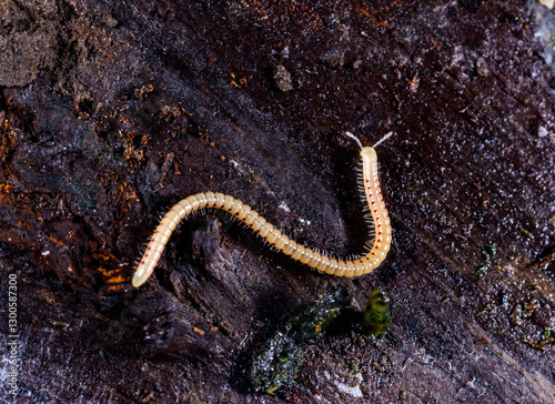 Spotted snake millipede Blaniulus guttulatus, centipede on rotten wood under an old tree stump