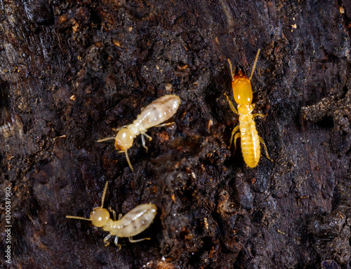 Subterranean termites Reticulitermes lucifugus, termites living under rotten wood old tree stump photo