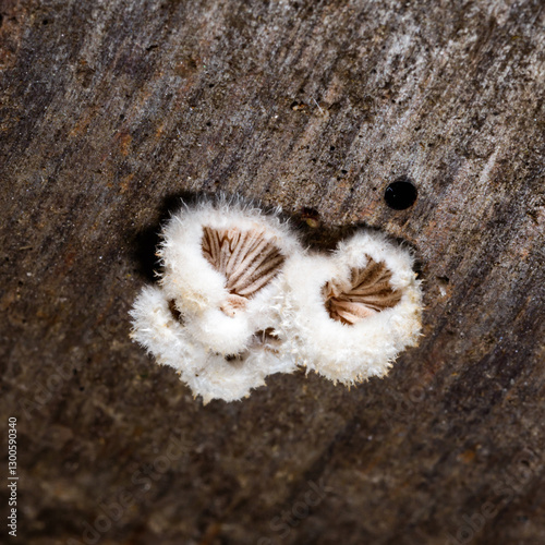 Split gill mushroom Schizophyllum commune, saprotrophic fungus growing on the stump of a cut deciduous tree photo