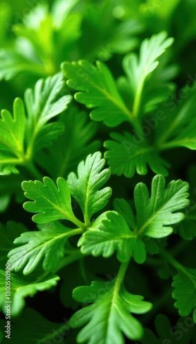 Vibrant green arugula leaves, fresh and crisp , fresh, culinary, vegetable