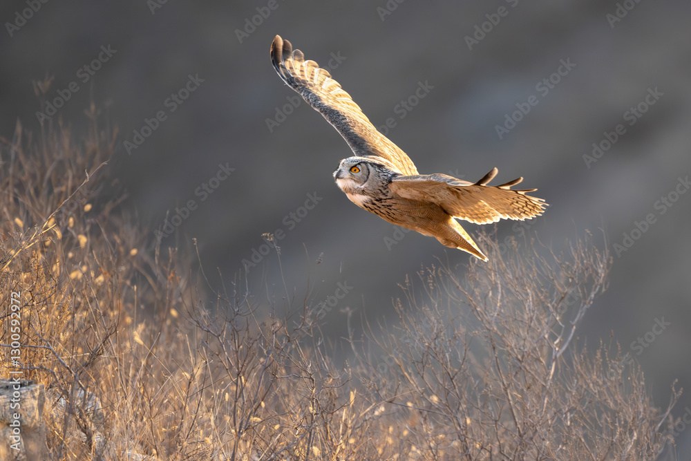 Obraz premium common buzzard in flight