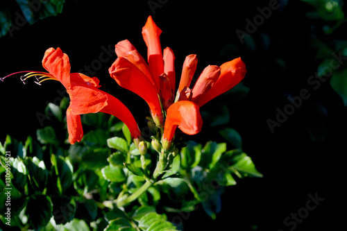 Bright orange blossoms in the garden at summer time. photo