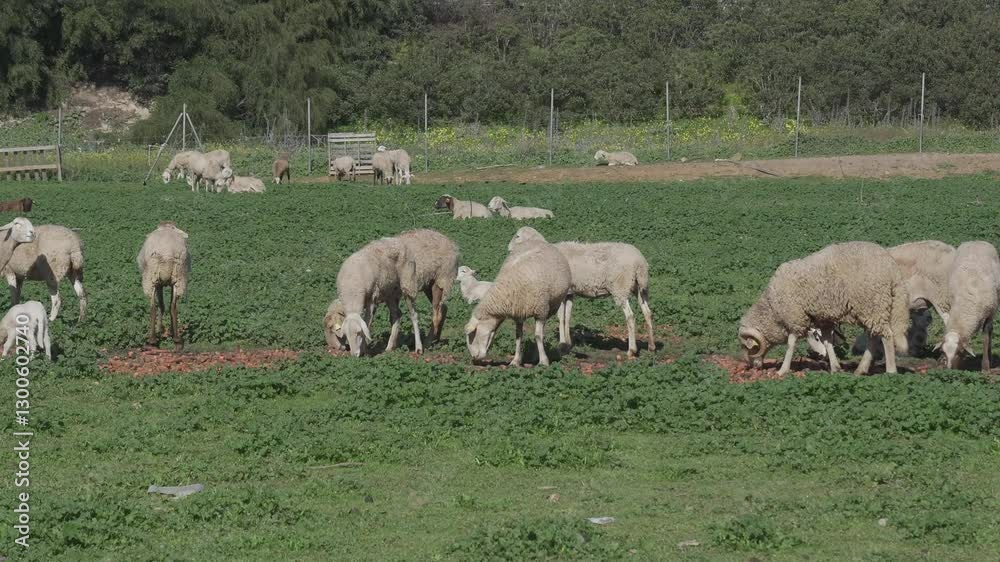 A herd of sheep are grazing in a field. recycling, industrial waste A herd of sheep are grazing in a field. recycling, industrial waste
