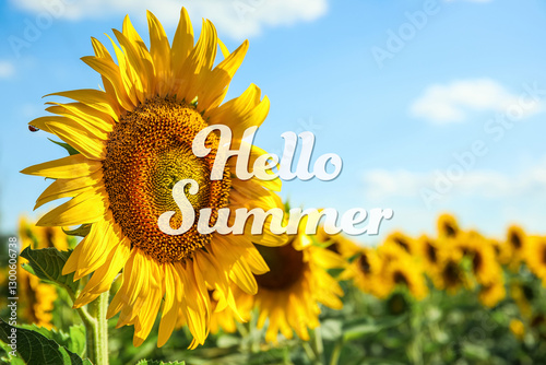 Beautiful blooming sunflowe...