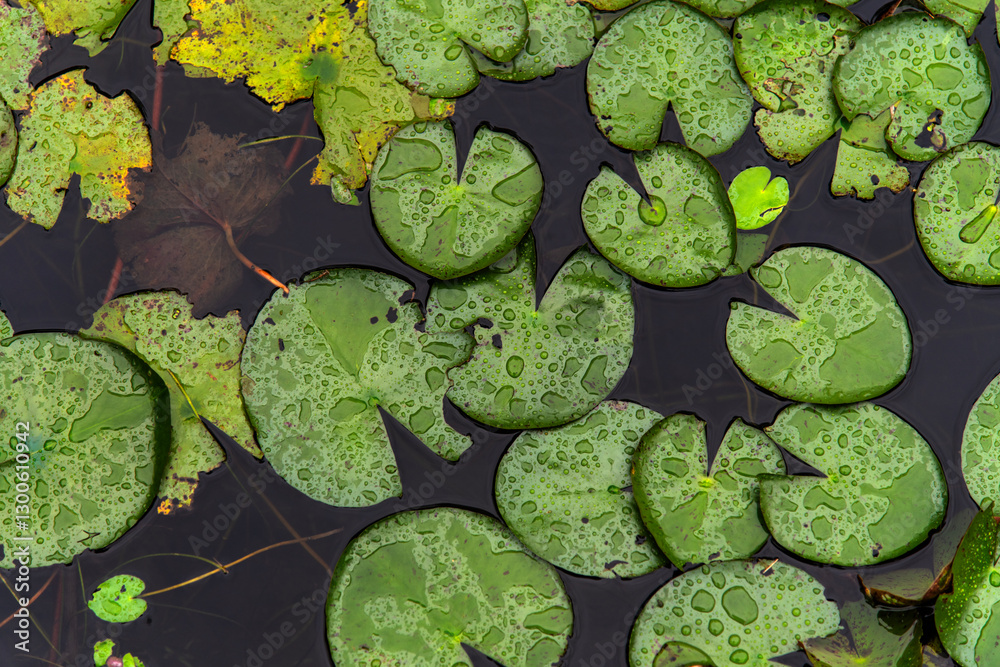 waterlily leaves with water drops on the rainy pond