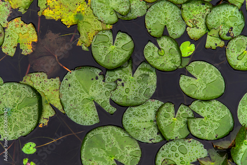 Obraz na płótnie waterlily leaves with water drops on the rainy pond w salonie