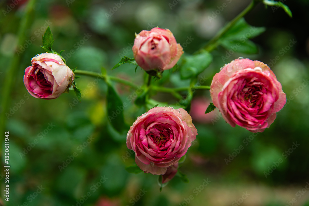 Obraz premium wet roses in the rainy garden
