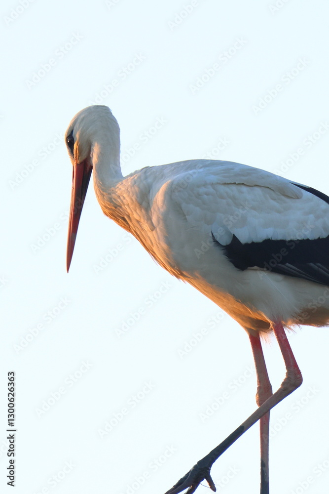 Fototapeta premium la signora della sera