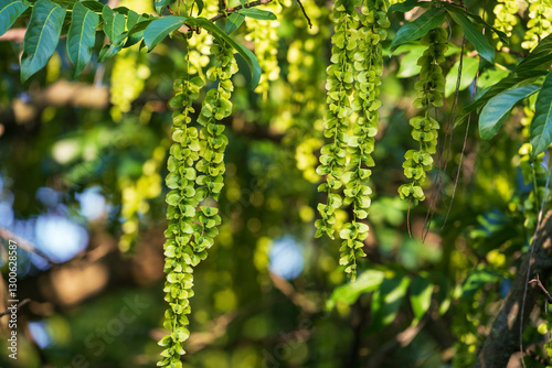 .Pterocarya fraxinifolia. Commonly known as Caucasian wingnut or Caucasian walnut.