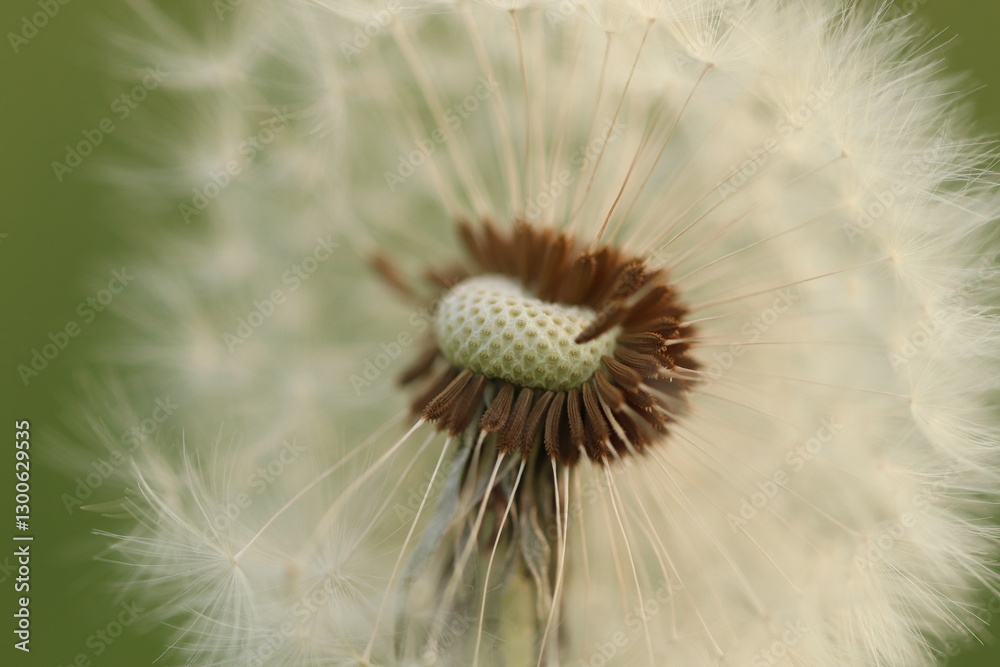 Fototapeta premium fiore di dente di leone
