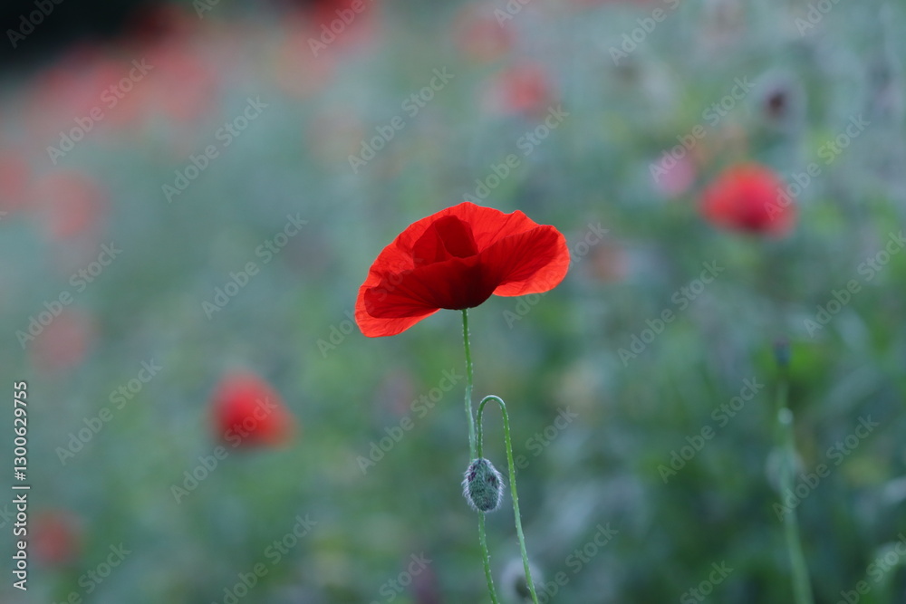 Fototapeta premium fiori di papavero al tramonto
