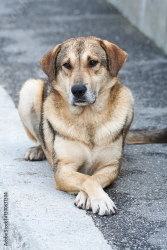 Wallpaper Mural Ein hell brauner Hund sitzt mit angekreuzten Pfoten auf dem grauen Bürgersteig. Torontodigital.ca