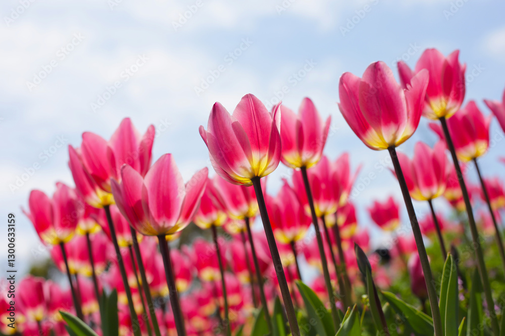 Beautiful tulip flower garden. The Expo 70 Commemorative Park, Osaka, Japan Beautiful tulip flower garden. The Expo 70 Commemorative Park, Osaka, Japan