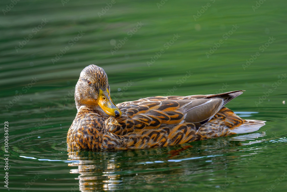Fototapeta premium Ganso egipcio en la Sierra de Guadarrama