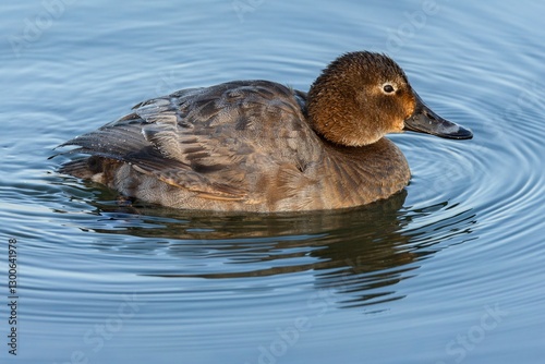 A brown water bird, a female of the common pochard swimming in blue water on a sunny winter day. photo