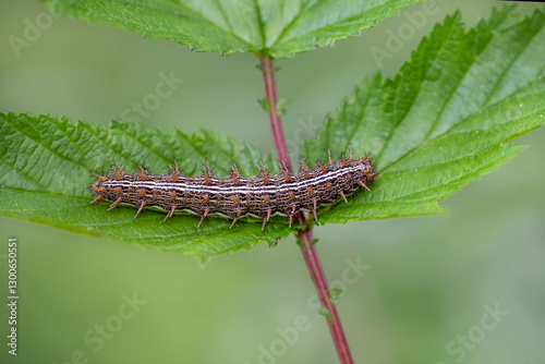 lesser marbled fritillary (caterpillar), Brenthis ino.