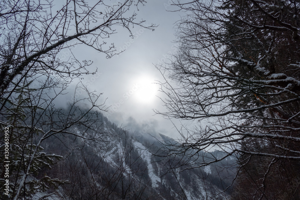 Snow mountain and trees in the snow