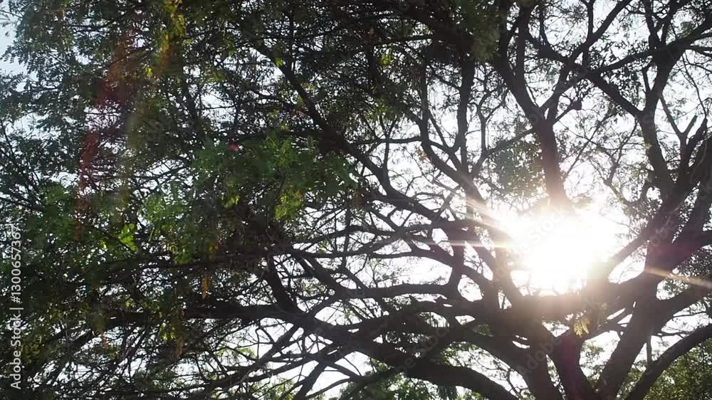 sun through trees