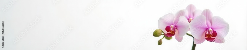 Delicate single orchid blossom, pristine white background , picture, simple Delicate single orchid blossom, pristine white background , picture, simple
