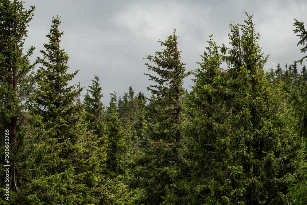 Solitary trees stand in the foreground, silhouetted against a dense forest backdrop. The isolated sentinels create depth and perspective, bridging open space with the woodland beyond. Solitary trees stand in the foreground, silhouetted against a dense forest backdrop. The isolated sentinels create depth and perspective, bridging open space with the woodland beyond.