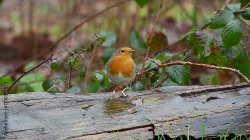 Robin Perched on a Log