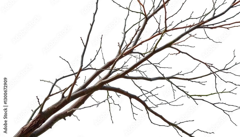 Bare, intertwined branches isolated on pure white backdrop, abstract, graphic