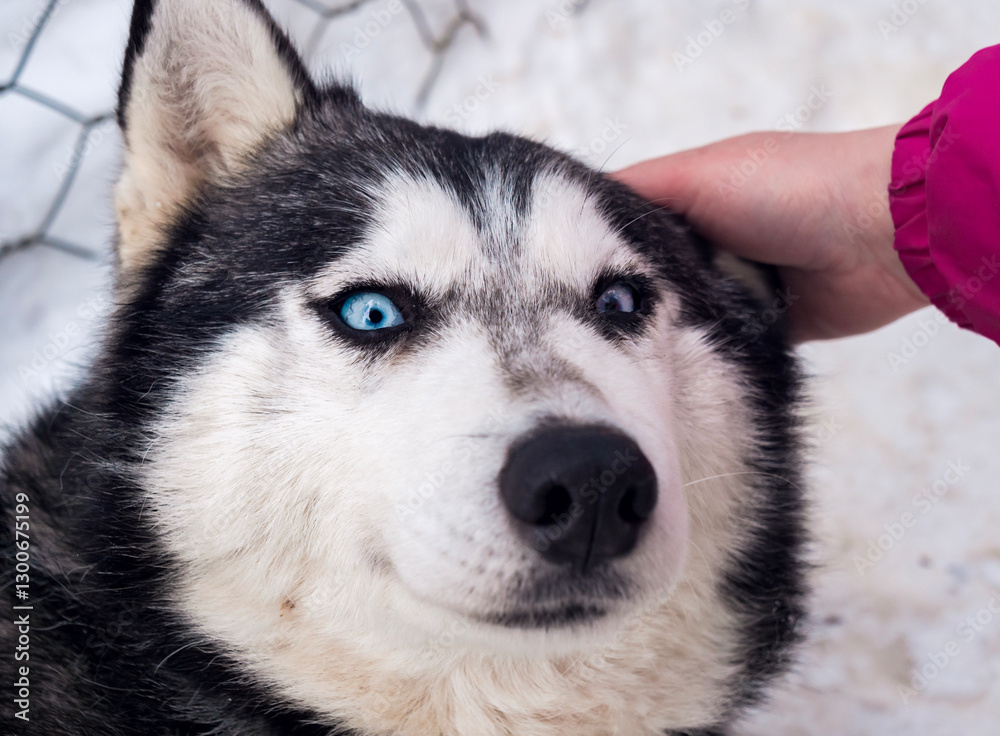 Obraz premium A person gently pets a husky with striking blue eyes in a snowy setting, portraying a warm moment.