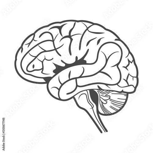 Illustration of a Detailed Human Brain, Highlighting Major Structures