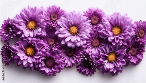 Purple flowers floral texture, chrysanthemums arrangement on white background