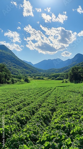 Lush Valley Farmland Under Sunny Sky