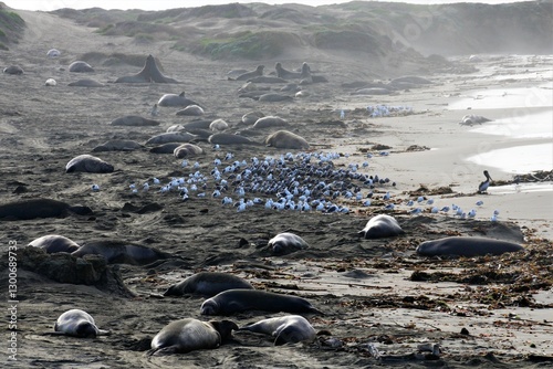California Coastline Elephant Seals