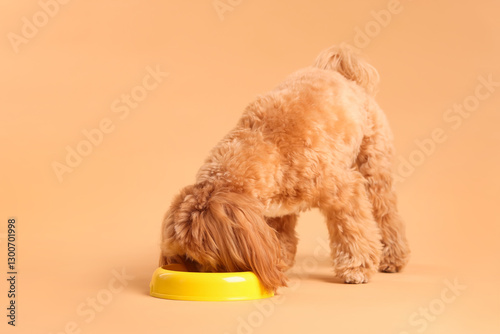 Wallpaper Mural Cute dog eating pet food from feeding bowl on beige background Torontodigital.ca