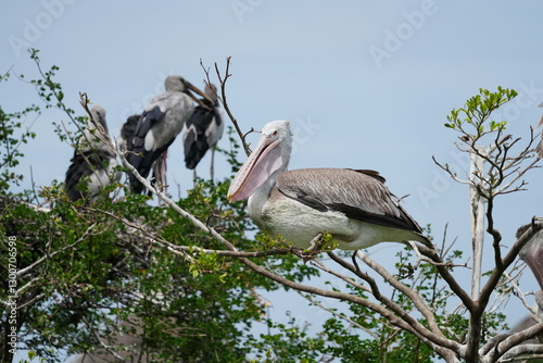 Pelican bird in the wild at the Bangkok Open Zoo, Thailand.