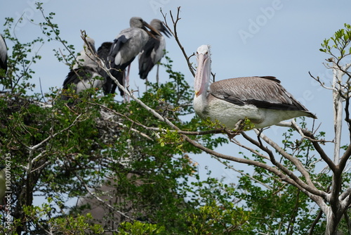 Pelican bird in the wild at the Bangkok Open Zoo, Thailand.