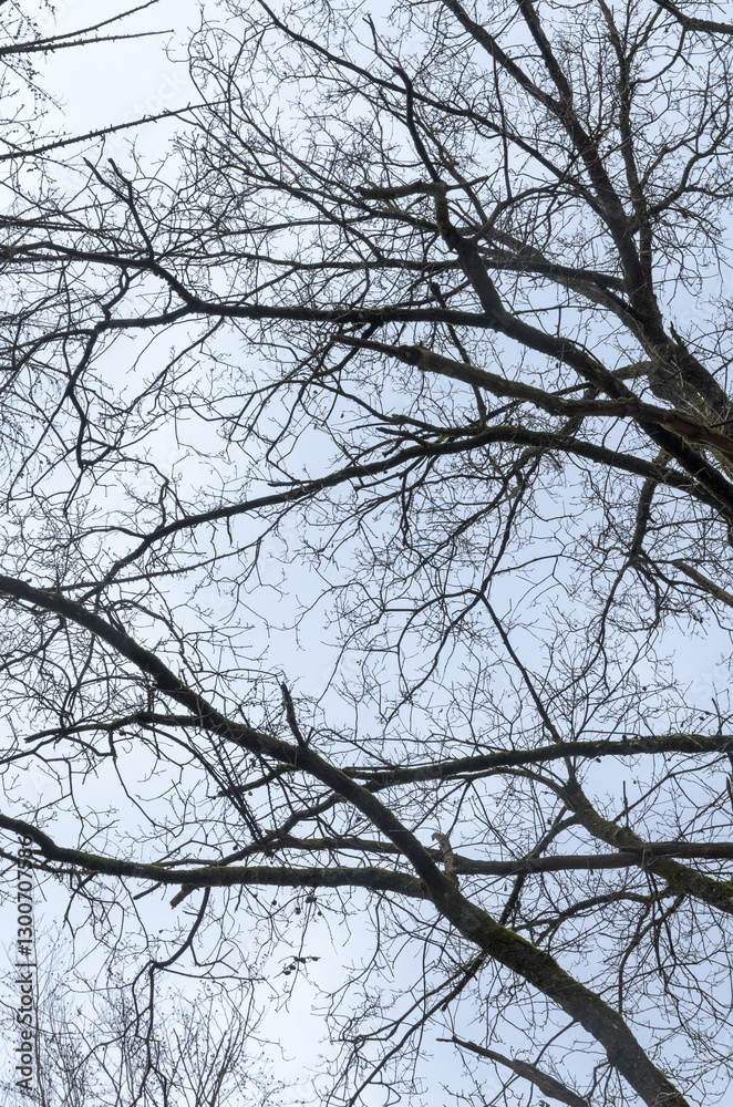Tree silhouette with bare branches and twigs in a forest against bright sky during winter season, vertical natural abstract trees woodland background Tree silhouette with bare branches and twigs in a forest against bright sky during winter season, vertical natural abstract trees woodland background