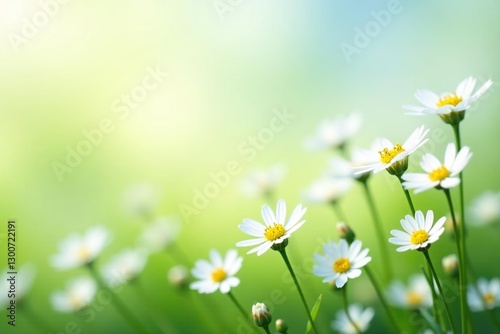 delicate white flowers in a field on white background, floral, white, isolated