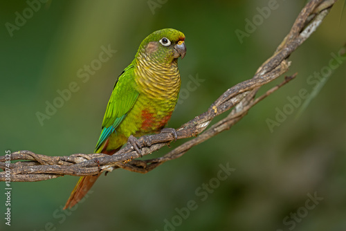 Maroon-bellied parakeet perched on a twisted branch