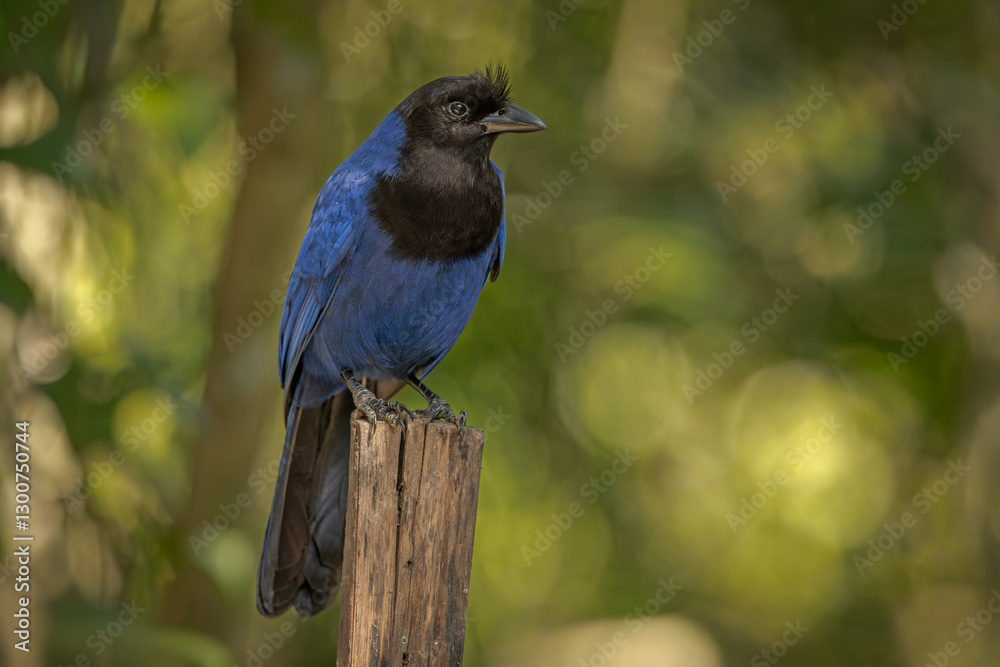Obraz premium Azure jay perched on a tree stump