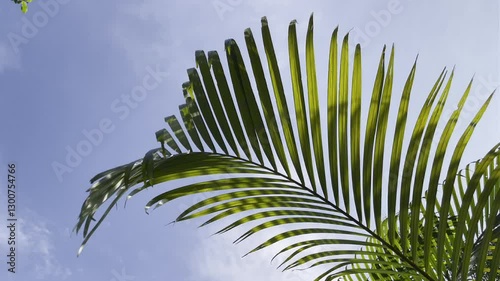 coconut palm leaf swaying in the wind against blue sky