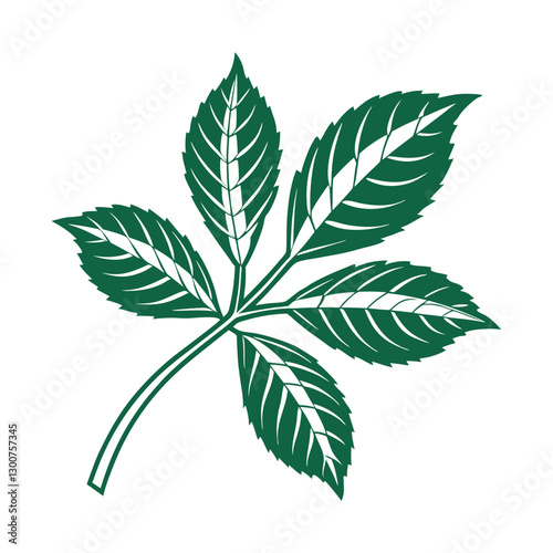 Green Palmate Leaf with Serrated Edges – Botanical Illustration of Foliage Structure for Plant Identification