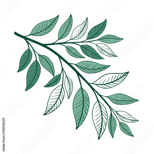 Botanical Illustration of a Leafy Branch – Detailed and Artistic Representation of Foliage