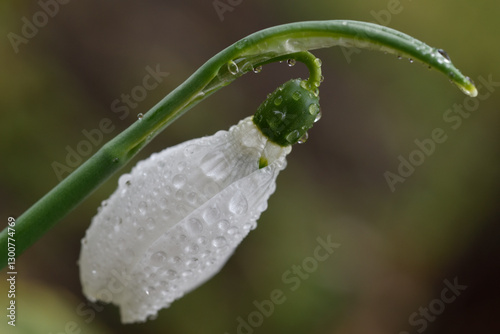 Snowdrop
