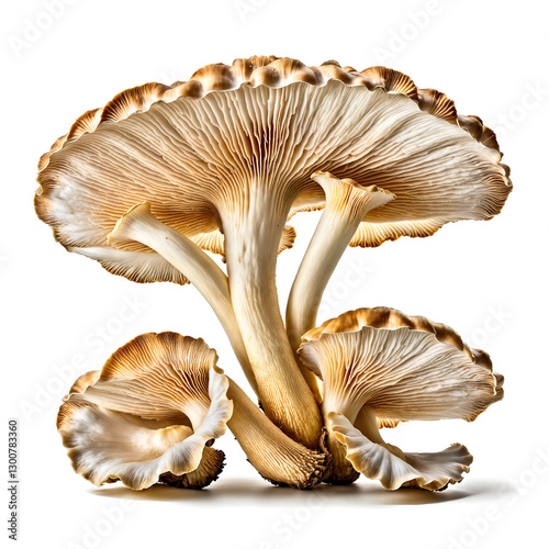 mushrooms isolated on white background