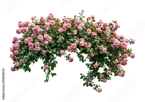 Fototapeta Naklejka Na Ścianę i Meble -  Beautiful climbing roses in full bloom during spring offering vibrant pink shades, perfect design element for garden-related projects, cut out