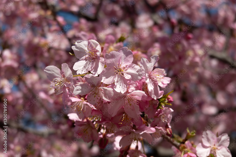 Fototapeta premium 河津桜