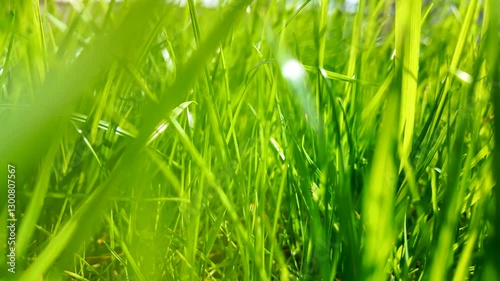 POV video walking through tall grass.