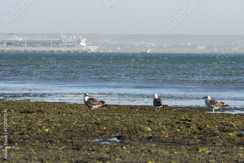 Gaviotas entre las algas en Puerto Mrdryn